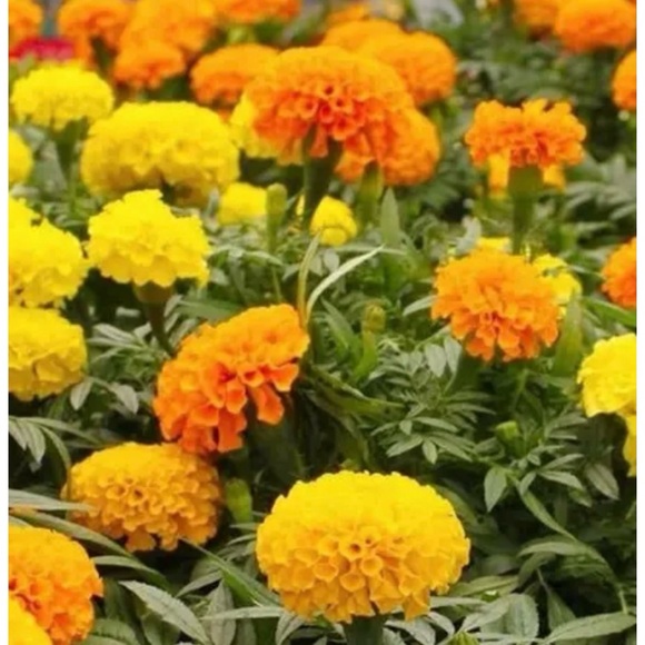 🇨🇦🎁 Vintage 1980s HandMade Leather Marigold Flower  Brooch | Canadian Artisan - Picture 4 of 11